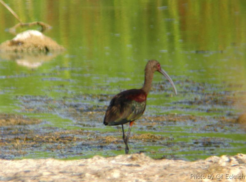 White-faced Ibis 